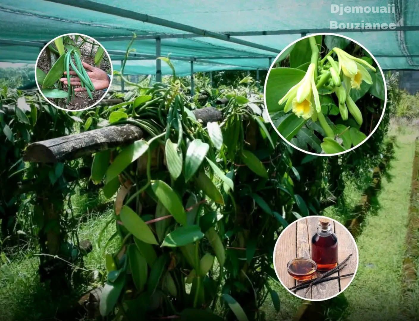 ما الصعوبات التي تواجه زراعة الفانيليا؟