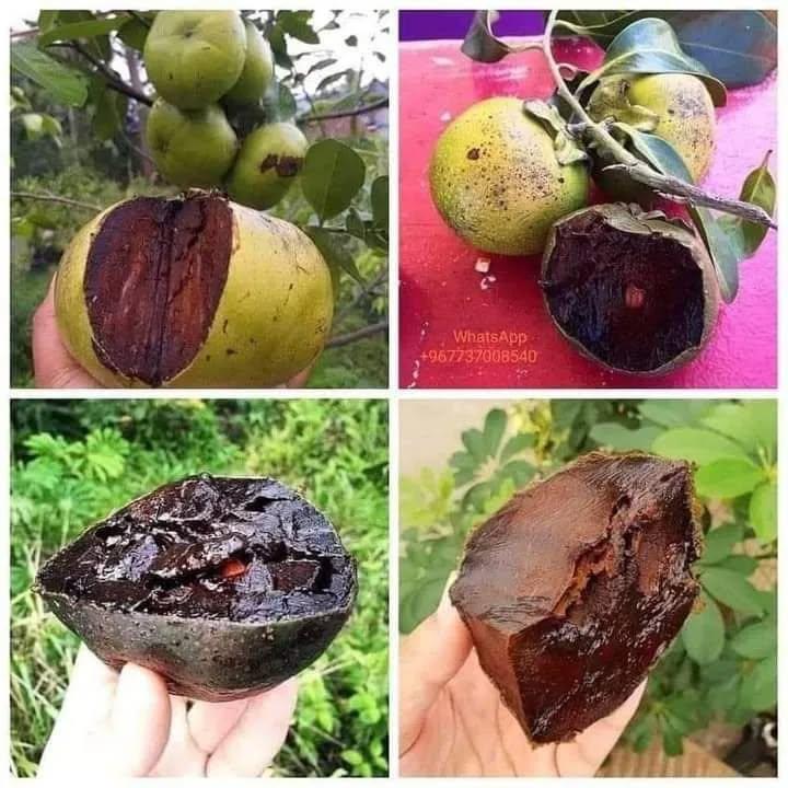 فاكهة السابوتا (( الشوكولا الربَّانية ))