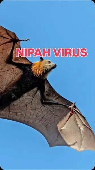 منظمة الصحة العالمية:  فيروس 