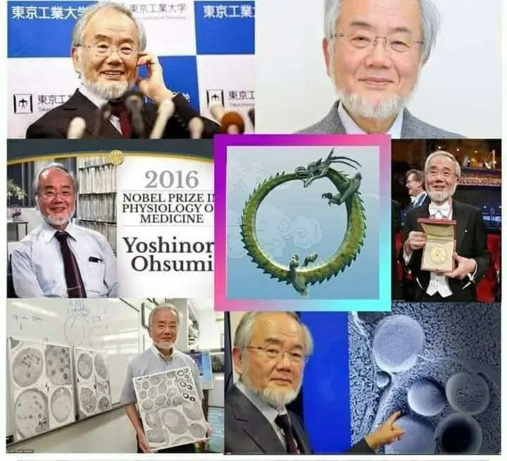  متى يبدأ صيام الالتهام الذاتي ‏  للخلايا ؟