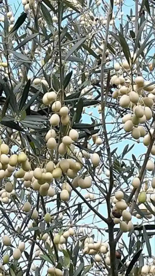 ليبيا تسجل الزيتون الأبيض عالميا باسم 