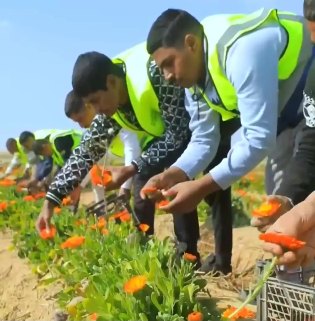 مصر الخامس عالميا في تصدير النباتات الطبية والزيوت العطرية 