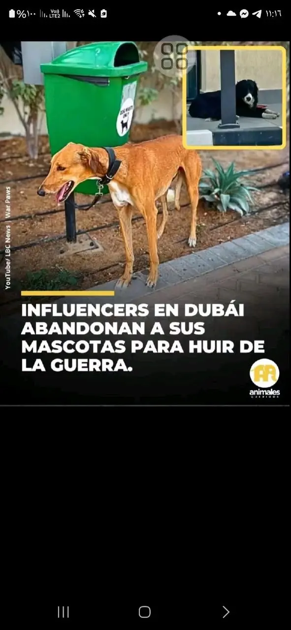 الكلاب الضالة تنبح في شوارع دبي بعد مغادرة أصحابها 