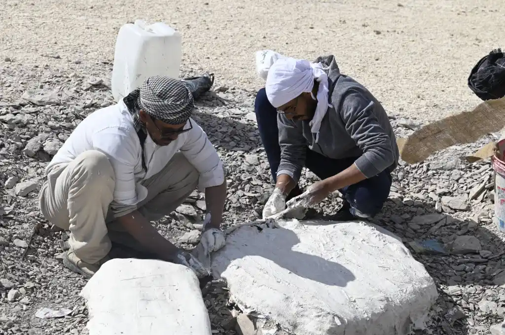 مصر : الكشف عن أول سلحفاة بحرية عملاقة من عصر الديناصورات في أفريقيا 