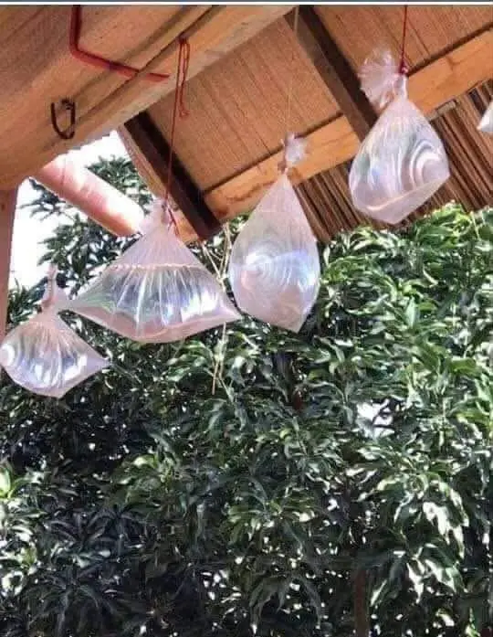 أكياس الماء طاردة للذباب 