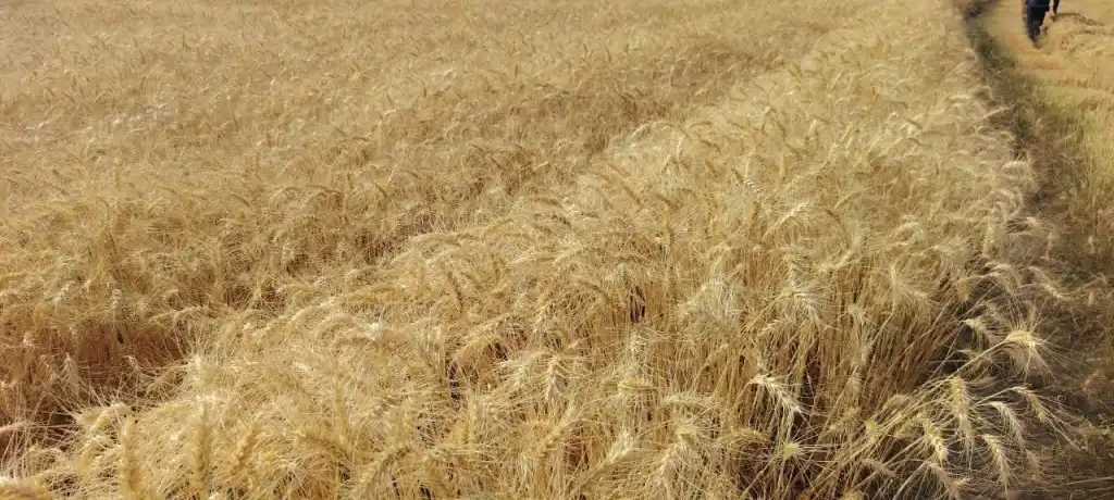 قفزة تاريخية في إنتاج القمح: 3.7 مليون فدان تدعم أمن مصر الغذائي