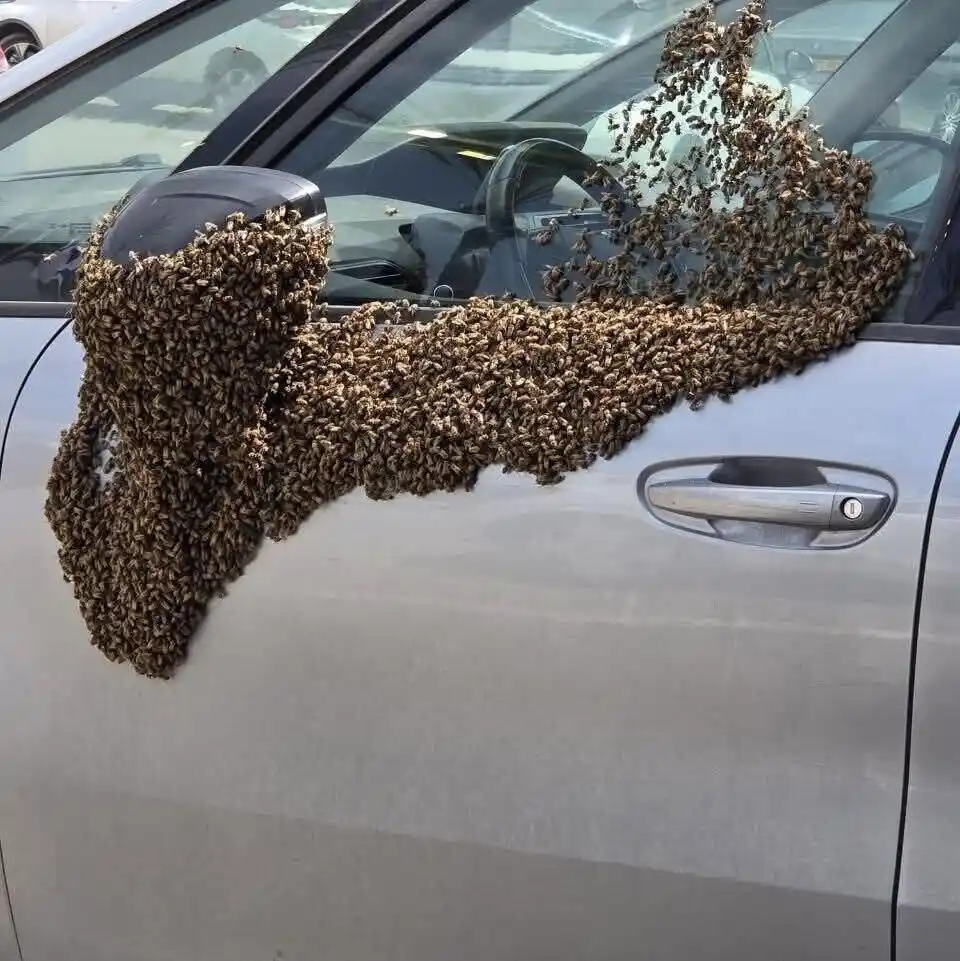 أسراب النحل تهاجم المستوطنين في بئر سبع 