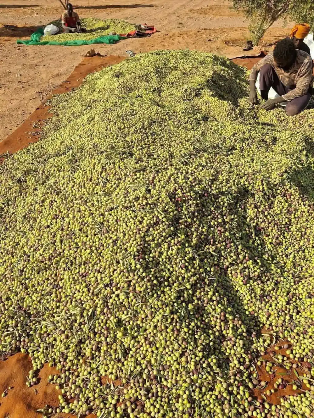 إسبانيا تتصدر التصنيف العالمي في إنتاج الزيتون وتونس الأولى عربيا ومصر الخامسة عربيا 