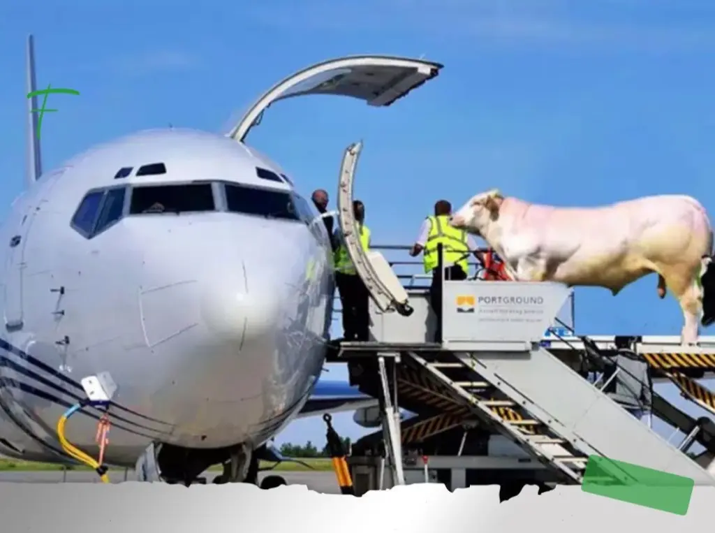  الجزائر  تستقبل الأبقار على متن الطائرات