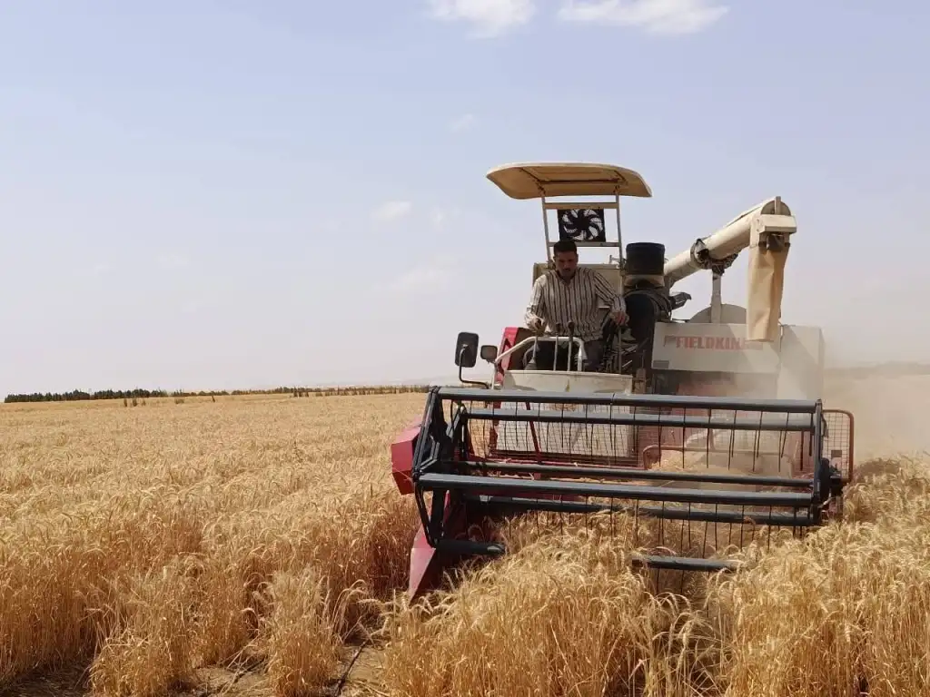  الريف المصرى تزرع 1.5مليون فدان قمح  بمياه ري تصل ملوحتها إلى 8 آلاف جزء في المليون 