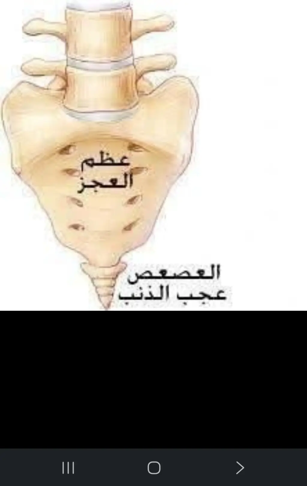 عجب الذنب  .. جينات لا تموت 