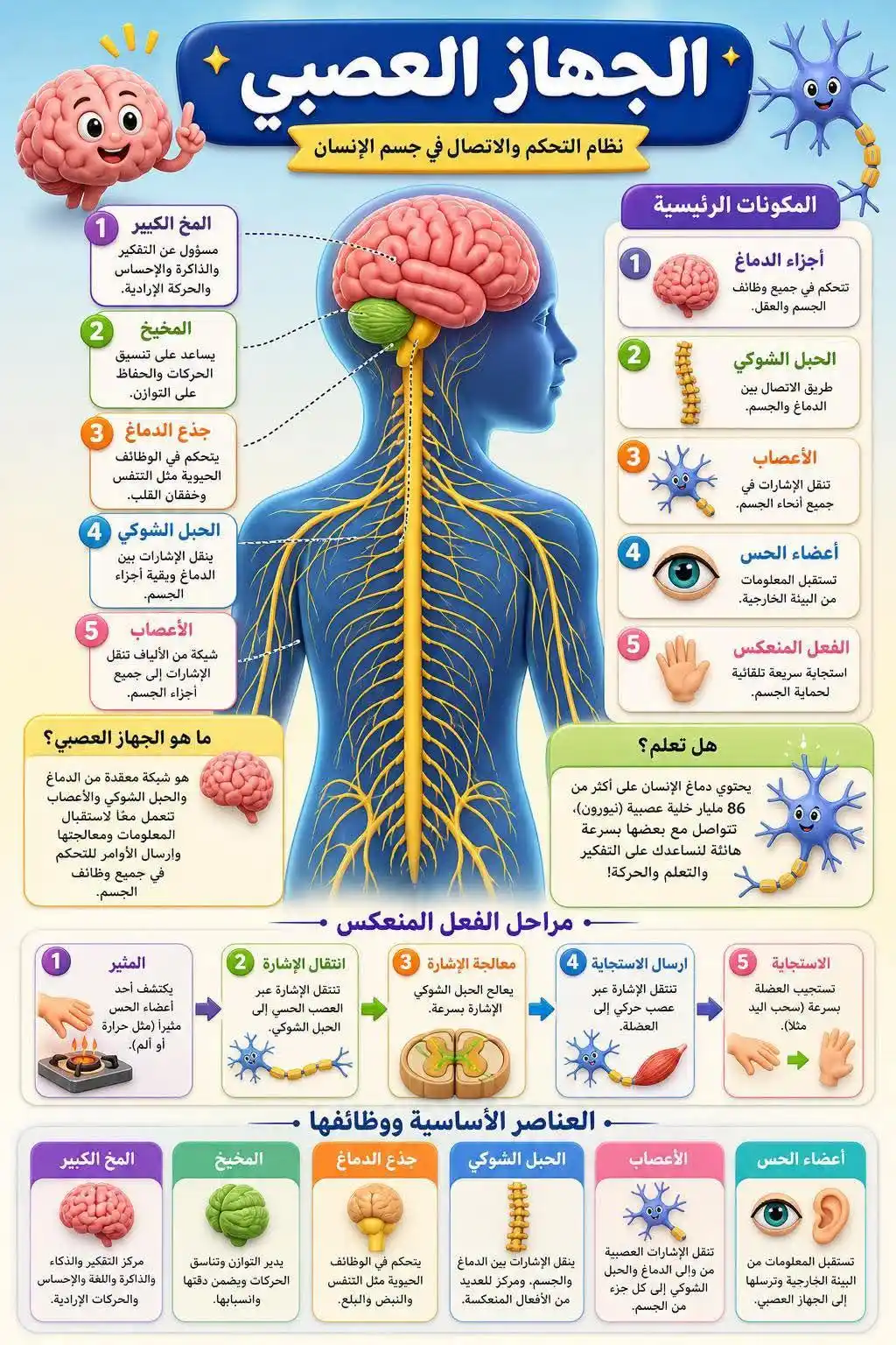 86 مليار خلية عصبية تشكل جسم الإنسان: ماذا نعرف عن أعقد جهاز في الجسم ؟ 