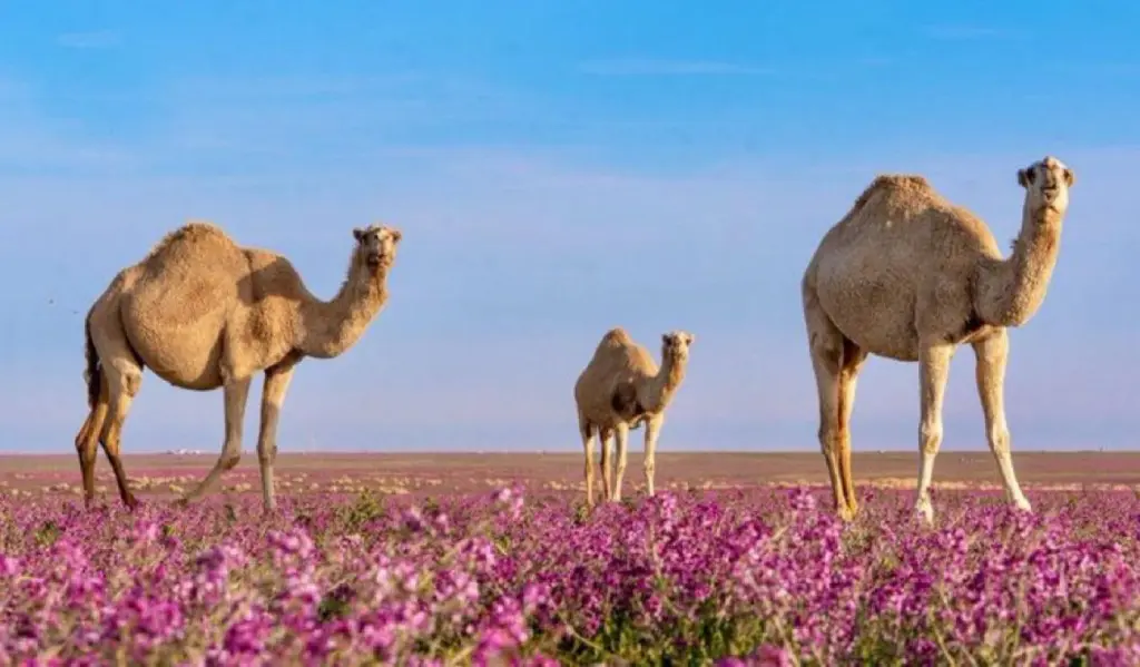 السعودية توقع اتفاقيات رسمية لتصدير حليب الإبل ومشتقاته إلى روسيا والأسواق العالمية