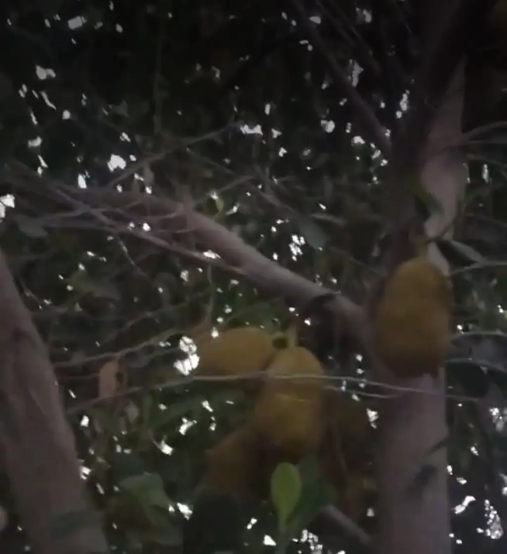 علاج الأسنان بدون كيماويات 