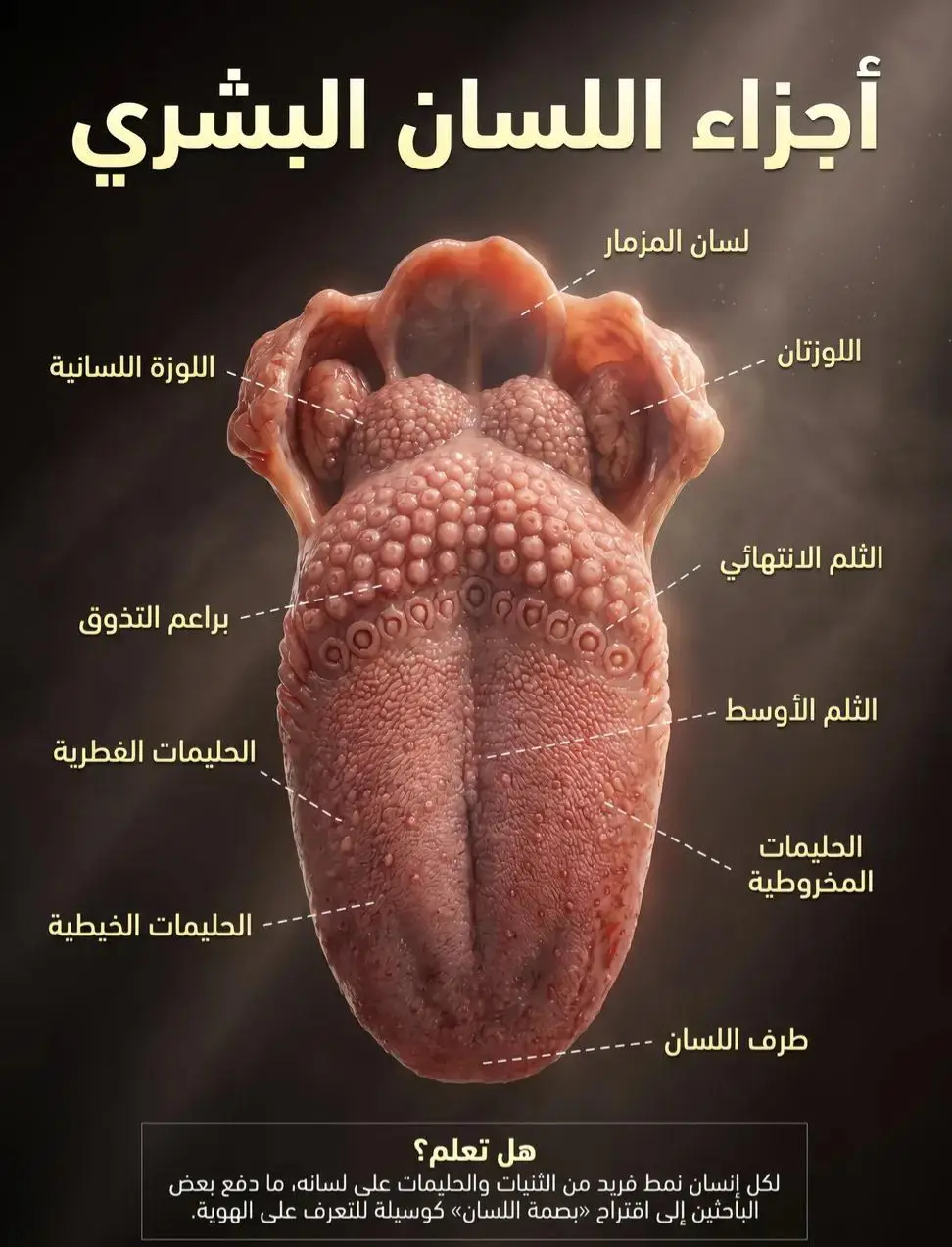 مكونات اللسان 