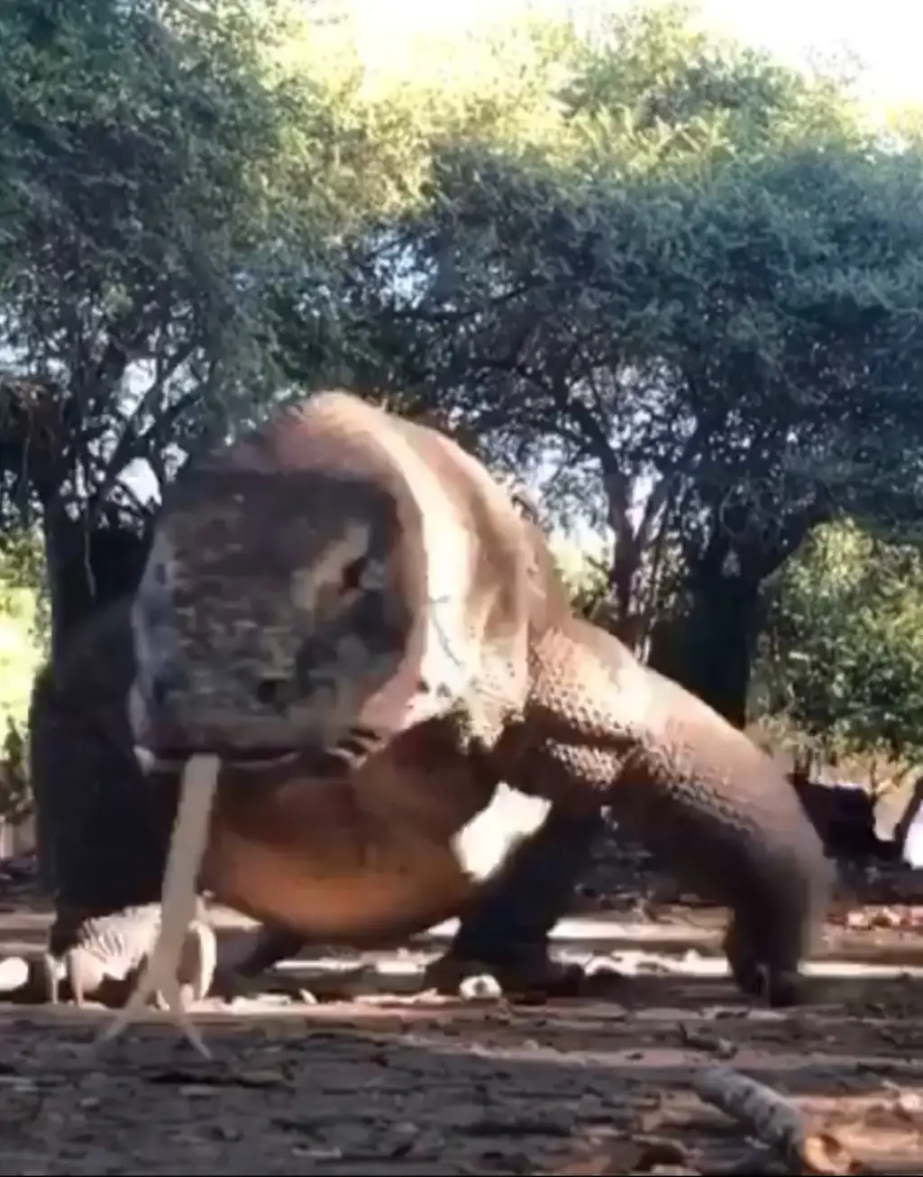 أحفاد الديناصورات يعيشون بيننا.. 