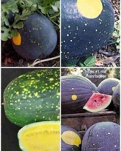 تدمير أطنان من البطيخ في البرازيل بسبب انخفاض الأسعار 