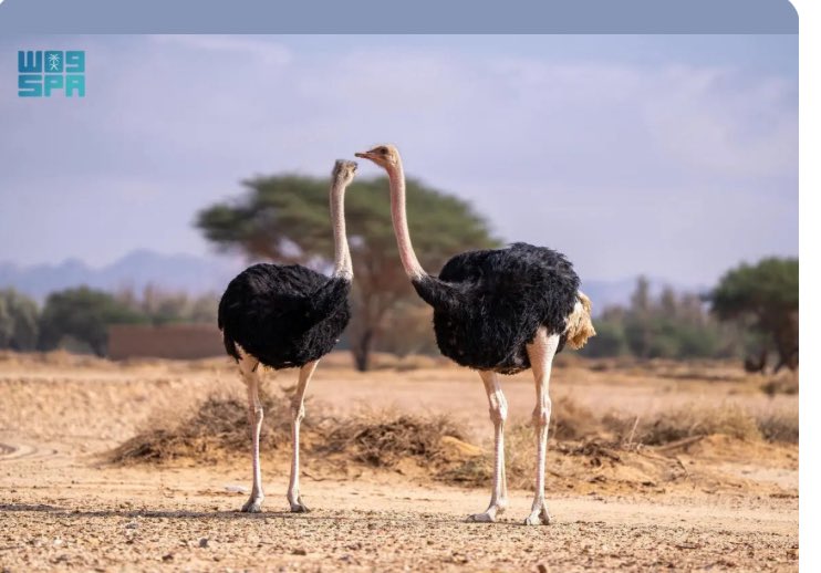 العلا .. متحف مفتوح يضم 5 محميات طبيعية 